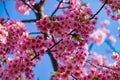 Kawazu cherry blossoms in full bloom at the park close up handheld