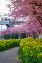 Kawazu cherry tree and rape of Miurakaigan