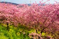 Kawazu cherry trees with rapeseed field Royalty Free Stock Photo