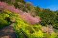 Kawazu cherry trees with rapeseed field Royalty Free Stock Photo