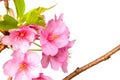 Kawazu sakura Royalty Free Stock Photo