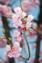 Kawazu zakura Royalty Free Stock Photo