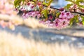 Kawazu zakura Blossoming in srping