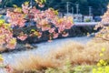 Kawazu zakura Blossoming in srping Royalty Free Stock Photo