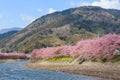 Kawazu-zakura cherry blossoms at Kawazu riverside Royalty Free Stock Photo