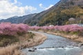 Kawazu-zakura cherry blossoms at Kawazu riverside Royalty Free Stock Photo