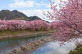 Kawazu-zakura cherry blossoms at Kawazu riverside Royalty Free Stock Photo