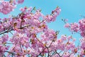 Kawazu Zakura Cherry-Cerasus lannesiana Royalty Free Stock Photo