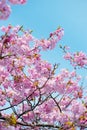 Kawazu Zakura Cherry-Cerasus lannesiana Royalty Free Stock Photo