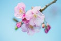 Kawazu Zakura Cherry-Cerasus lannesiana Royalty Free Stock Photo