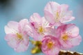 Kawazu Zakura Cherry-Cerasus lannesiana Royalty Free Stock Photo