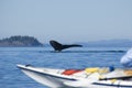 Kayak and humpback whale Royalty Free Stock Photo