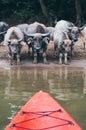 Kayak nose overlooking herd of water buffalo drinking water on Nam Ou river near Nong Khiaw village, Laos Royalty Free Stock Photo