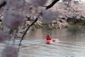A kayaker paddles on a moat as Japanese cherry blossoms are in full bloom, Japan