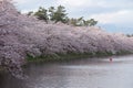 A kayaker paddles on a moat as Japanese cherry blossoms are in full bloom, Japan Royalty Free Stock Photo