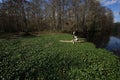 Kayaker stuck in a raft of Water Hyacinth on Fisheating Creek, Florida.