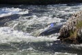 Kayaker turning over in whitewater Royalty Free Stock Photo