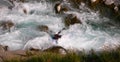 Kayaker in white water Royalty Free Stock Photo