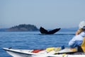 Kayaking and humpback tail Royalty Free Stock Photo