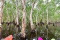 Kayaking Through Mangrove Forest in Rayong Provincial East Plant Center Royalty Free Stock Photo