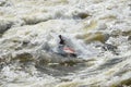 Kayaking in very rough rapids