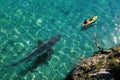 Huge great white shark approaching sea kayak.