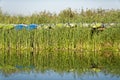 Kayaks on pier in reeds in Danube delta