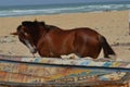 A horse besides an artisanal pirogue in Kayar/Cayar beach, north of Dakar