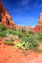Kayenta Trail Zion National Park Royalty Free Stock Photo