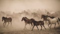 Horses running and kicking up dust. Yilki horses in Kayseri Turkey are wild horses with no owners Royalty Free Stock Photo