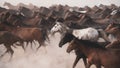 Horses running and kicking up dust. Yilki horses in Kayseri Turkey are wild horses with no owners Royalty Free Stock Photo