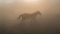 Single horse running and kicking up dust. Yilki horses in Kayseri Turkey are wild horses with no owners