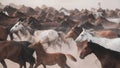 Horses running and kicking up dust. Yilki horses in Kayseri Turkey are wild horses with no owners Royalty Free Stock Photo