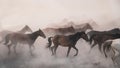 Horses running and kicking up dust. Yilki horses in Kayseri Turkey are wild horses with no owners Royalty Free Stock Photo