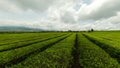 Kayu Aro Tea Plantation. Indonesia.