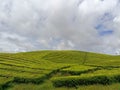 The beauty of the Kayuaro tea plantation Royalty Free Stock Photo