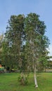 Kayu Putih Tree or Melaleuca leucadendra