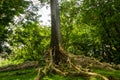 Kayu Raja or The King Tree from asia with big root and one of the biggest tree in the world photo taken in Kebun Raya