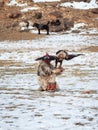 Kazakh eagle hunter in traditional clothing, with a golden eagle on during annual national competition with birds of prey