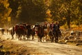 Kazakh herdsman Royalty Free Stock Photo