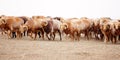 Kazakh herdsmen in Xinjiang Royalty Free Stock Photo