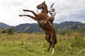 Kazakh horse rider, Almaty, Kazakhstan