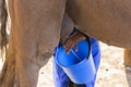 Kazakh woman milking the camel to make turkic drink known as shubat, in Shymkent, Kazakhstan.