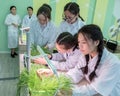 2019-09-01, Kazakhstan, Kostanay. Growing plants by hydroponics in a high school laboratory class. Schoolgirls in white coats in a