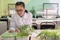 2019-09-01, Kazakhstan, Kostanay. Growing plants by hydroponics in a high school laboratory class. A young girl student in glasses