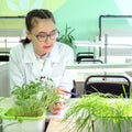 2019-09-01, Kazakhstan, Kostanay. Hydroponics. Growing green plants in water without land. Schoolgirl with glasses and a white