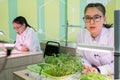 2019-09-01, Kazakhstan, Kostanay. Hydroponics. Schoolgirl with glasses and a white coat talks about lentils and wheat sprouts.