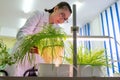 2019-09-01, Kazakhstan, Kostanay. Hydroponics. A young female laboratory technician examines Asian plants and roots grown without