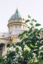 Kazan Orthodox Cathedral in St. Petersburg, Sunny summer day, lilac Bush Royalty Free Stock Photo