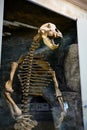 Skeleton of big cave bear in historical museum in Kazan, Tatarstan, Russia. Fossil bones of extinct animal. Theme of prehistoric Royalty Free Stock Photo